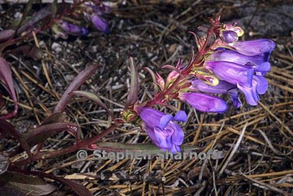 penstemon speciosus 3 graphic